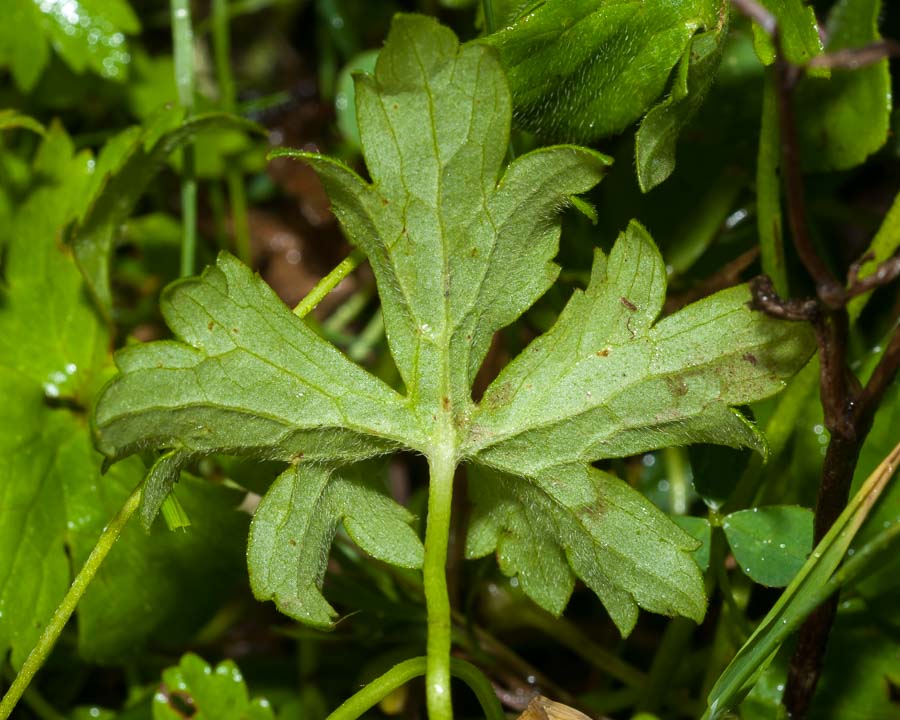 Ranunculus autunnale